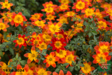 Биденс (Bidens)