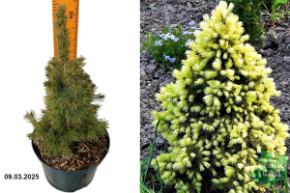 Picea glauca Daisys White