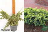 Можжевельник чешуйчатый Дрим Джой (Juniperus squamata Dream Joy) С2