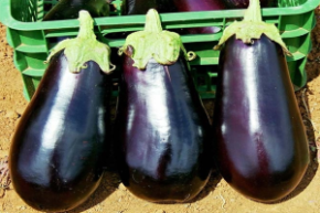 Баклажан Максик