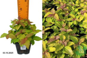 меджикал карпет валбума