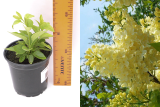 Сирень обыкновенная Примроуз (Syringa vulgaris Primrose) С1