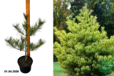 Сосна густоцветковая Окулюс-Драконис (Pinus densiflora Oculus-draconis) С5