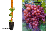 Виноград Анюта (Vitis Anyuta) С2,5
