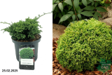 Кипарисовик горохоплодный Хайм Савара (Chamaecyparis pisifera Hime Sawara) С5