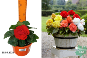 бегония квик