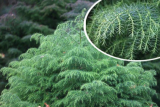 Криптомерия японская Элеганс Виридис (Cryptomeria japonica Elegans Viridis) р9