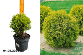 Туя западная Мирьям (Thuja occidentalis Mirjam) С2