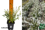 Спирея серая Грэфшейм (Spiraea x cinerea Grefsheim) Р9