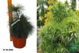 Сосна Шверина Витхорст (Pinus schwerinii Wiethorst) С5