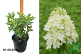 Гортензия метельчатая Пандриа (Hydrangea paniculata Pandria) С3 лс