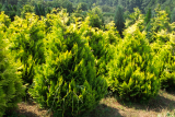 Кипарисовик Лавсона Эректа Ауреа (Chamaecyparis lawsoniana Erecta Aurea) Р9