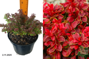 адмирейшен