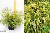 Кипарисовик горохоплодный Санголд (Chamaecyparis pisifera Sungold) С5
