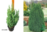 Можжевельник китайский Стрикта (Juniperus chinensis Stricta) С5 х