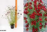 Кореопсис мутовчатый Лаймрок Руби (Coreopsis verticillata Limerock Ruby) С1,5