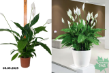Спатифилум Верди (Spathiphyllum Verdi) Р17