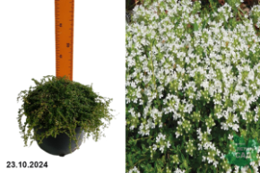 Тимьян ранний Альбифлорус