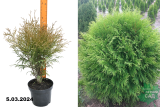 Туя западная Литтл Чемпион (Thuja occidentalis Little Champion) С3
