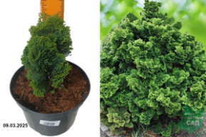 Chamaecyparis obtusa Nana Gracilis