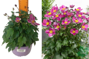 анемона литтл