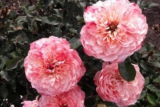 Роза японской селекции Микота (Rosa Japanese Mikoto) ОКС