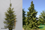 Ель сербская (Picea omorika) С40