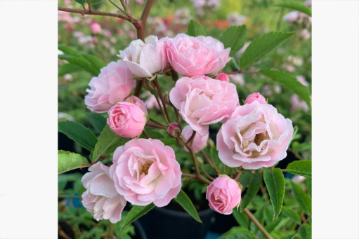 Роза Роза мускусный гибрид Хевенли Пинк (Rosa Hybrid Musk