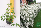 Спирея Вангутта (Spiraea Vanhouttei) Р9