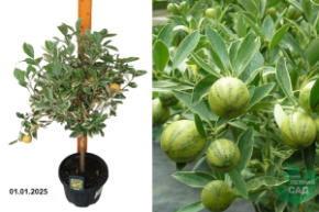 вариегата цитру