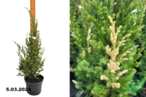 Можжевельник китайский Вариегата (Juniperus chinensis Variegata) С3