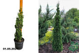 Туя западная Дегрут Спайр (Thuja occidentalis Degroots Spire) С3
