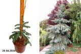 Ель Энгельмана Буш Лэйс (Picea engelmannii Bushs Lace) С4