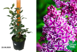 Сирень обыкновенная Сенсация (Syringa vulgaris Sensation) С3 лс