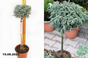 Кипарисовик горох Блу Мун