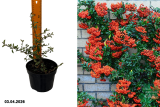 Пираканта гибридная Мохави Сильвер (Pyracantha coccinea Mohave) С2