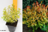 Абелия крупноцветковая Калейдоскоп (Abelia grandiflora Kaleidosckope) С2
