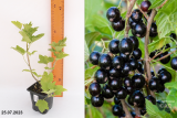 Смородина черная Валовая (Ribes nigrum Valovaya) Р9