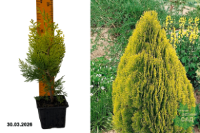 туя восточная пирамидалис аурея