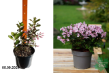 Вейгела цветущая Пинк Поппет (Weigela florida Pink Poppet) С3
