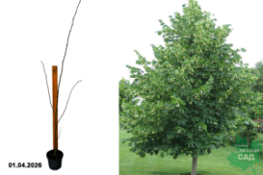 липа мелколистная