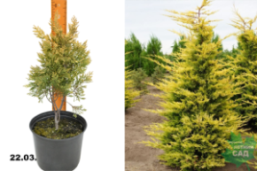 Купрессоципарис Лейланда Голд Райдер (Cupressocyparis leylandii Gold Rider) С3