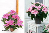 Пуансеттия (Рождественская звезда) (Poinsettia) С2