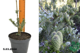 Пихта корейская Сильберлок (Abies koreana Silberlocke) С2