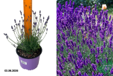 Лаванда узколистная Хидкот (Lavandula angustifolia Hidcote) С2