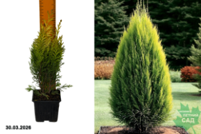 кипарисовик лавсона эректа аурея