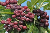 Рябина Бурка (Sorbus Burka) Р9