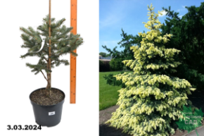 Ель колючая Белобок (Picea pungens Bialobok) С5 д