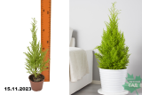 Кипарис Голдкрест Вилма (Cupressus Goldcrest Wilma) р9