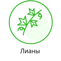 Лианы